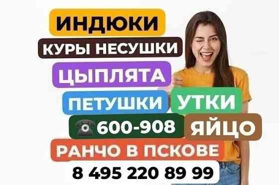 Цыплята. Куры. Петухи. Утки. Индюки Псков