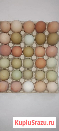 Цыплята. Куры. Петухи. Утки. Индюки Псков - изображение 3