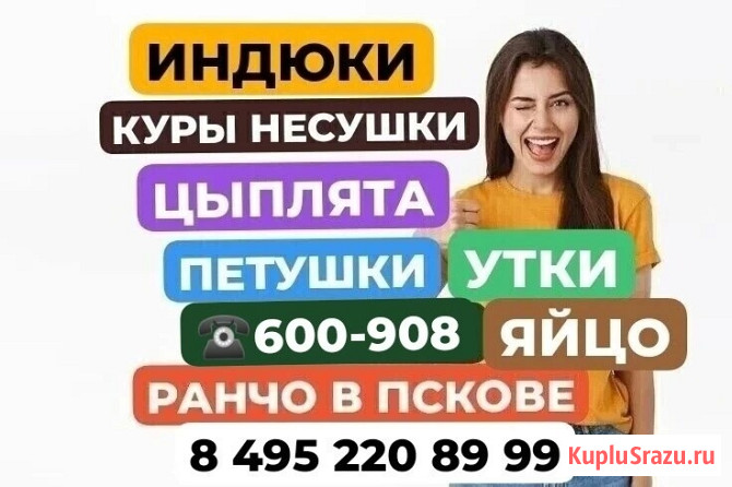 Цыплята. Куры. Петухи. Утки. Индюки Псков - изображение 1