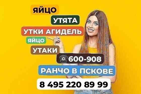 Утки Агидель. Утята. Инкубационное яйцо Псков