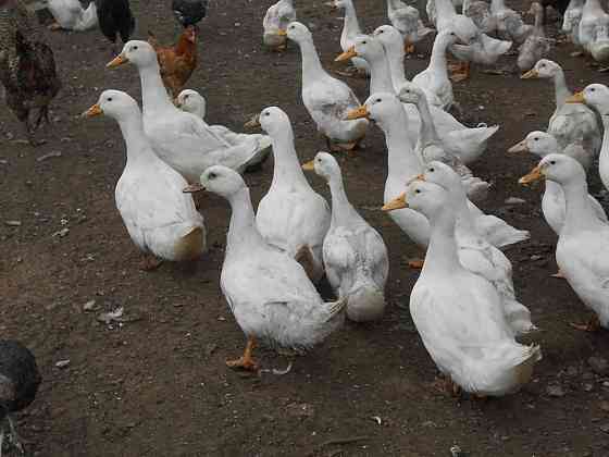 Утки Агидель. Утята. Инкубационное яйцо Псков