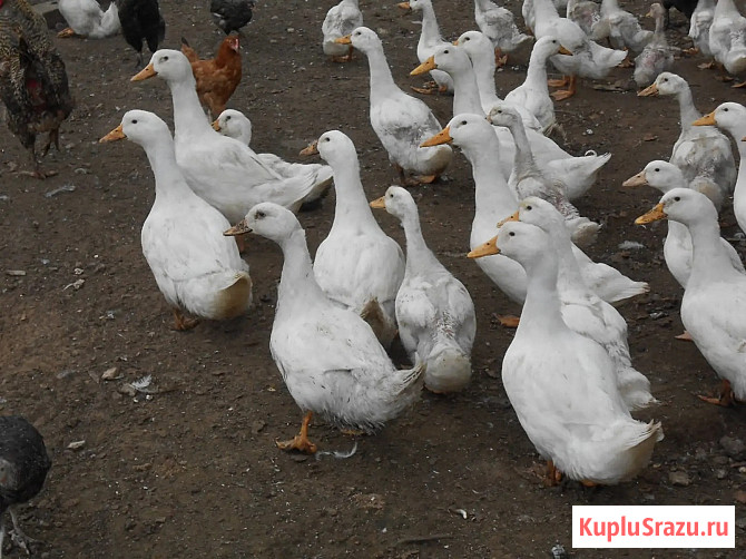 Утки Агидель. Утята. Инкубационное яйцо Псков - изображение 3