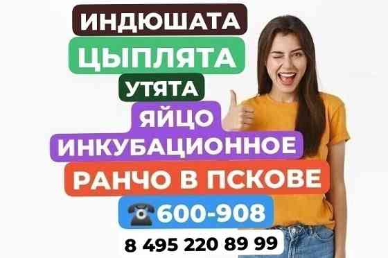 Инкубационное яйцо Кур, Уток, Индюков Псков