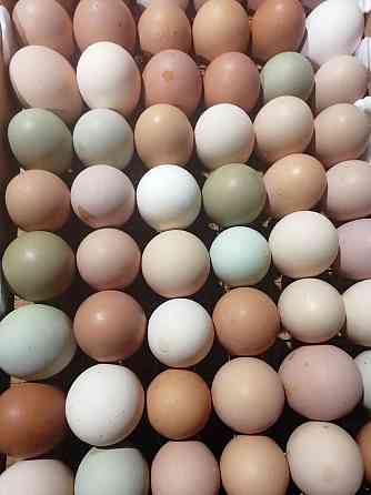 Инкубационное яйцо Кур, Уток, Индюков Псков