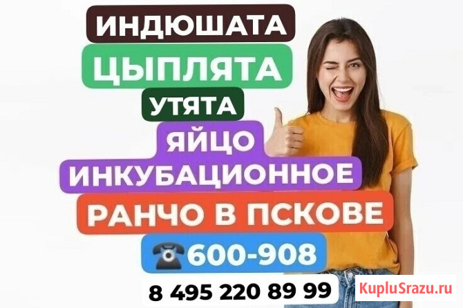 Инкубационное яйцо Кур, Уток, Индюков Псков - изображение 1