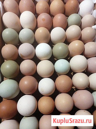 Инкубационное яйцо Кур, Уток, Индюков Псков - изображение 3