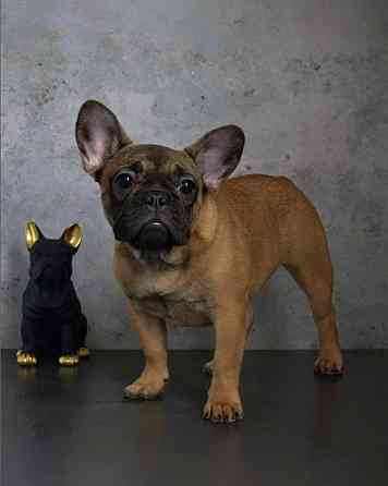 Щенок французского бульдога от питомника ORHIDE D'ORE (FCI) Санкт-Петербург