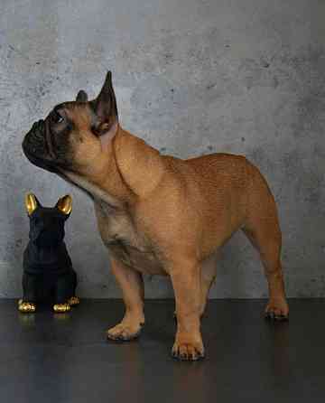 Щенок французского бульдога от питомника ORHIDE D'ORE (FCI) Санкт-Петербург