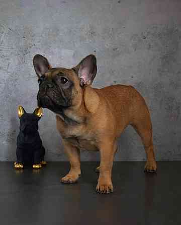 Щенок французского бульдога от питомника ORHIDE D'ORE (FCI) Санкт-Петербург
