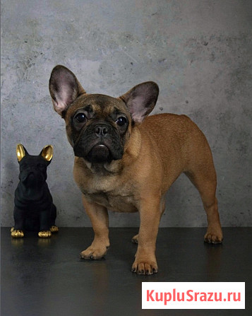 Щенок французского бульдога от питомника ORHIDE D'ORE (FCI) Санкт-Петербург - изображение 2