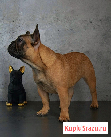 Щенок французского бульдога от питомника ORHIDE D'ORE (FCI) Санкт-Петербург - изображение 3