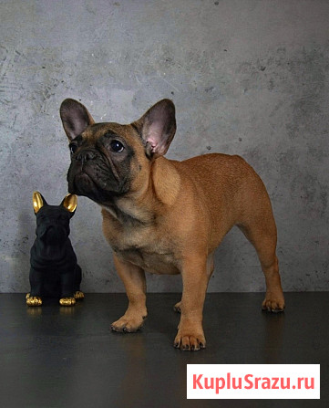 Щенок французского бульдога от питомника ORHIDE D'ORE (FCI) Санкт-Петербург - изображение 1