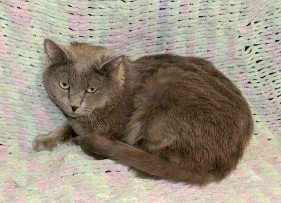 Ясон, кот-подкидыш, который всё ещё ждёт своего человека Санкт-Петербург