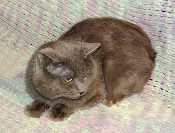 Ясон, кот-подкидыш, который всё ещё ждёт своего человека Санкт-Петербург