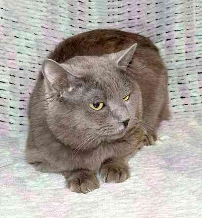 Ясон, кот-подкидыш, который всё ещё ждёт своего человека Санкт-Петербург