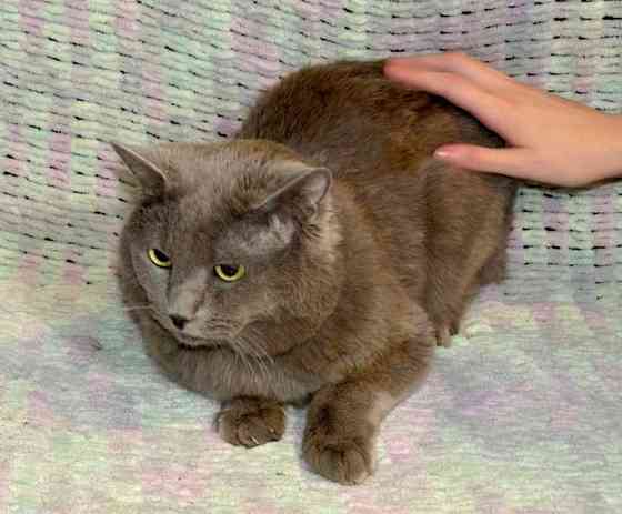 Ясон, кот-подкидыш, который всё ещё ждёт своего человека Санкт-Петербург