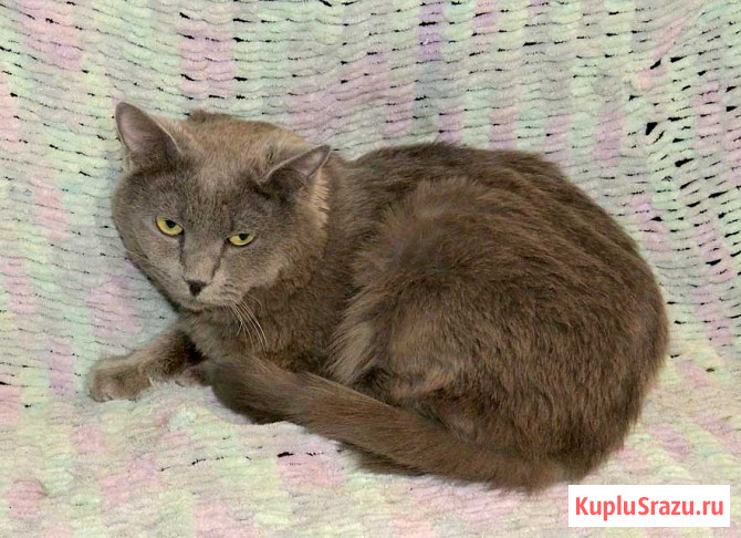 Ясон, кот-подкидыш, который всё ещё ждёт своего человека Санкт-Петербург - изображение 3