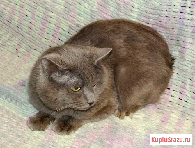 Ясон, кот-подкидыш, который всё ещё ждёт своего человека Санкт-Петербург - изображение 1