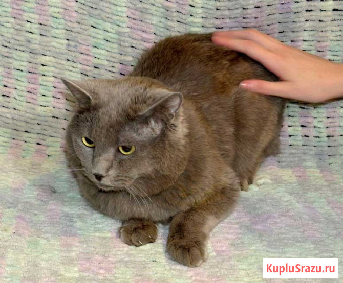 Ясон, кот-подкидыш, который всё ещё ждёт своего человека Санкт-Петербург - изображение 2