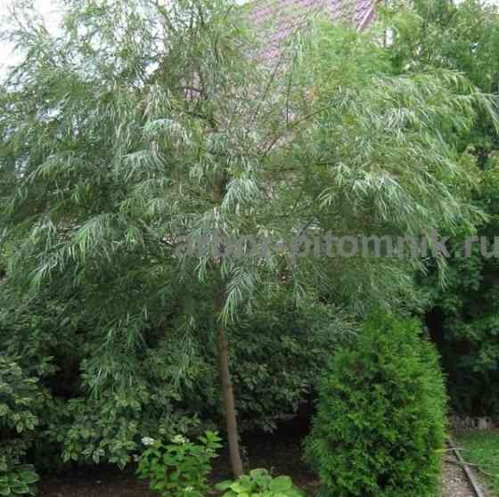 Крупномеры в Москве и Подмосковье с доставкой и посадкой Москва