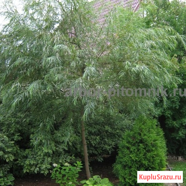 Крупномеры в Москве и Подмосковье с доставкой и посадкой Москва - изображение 3