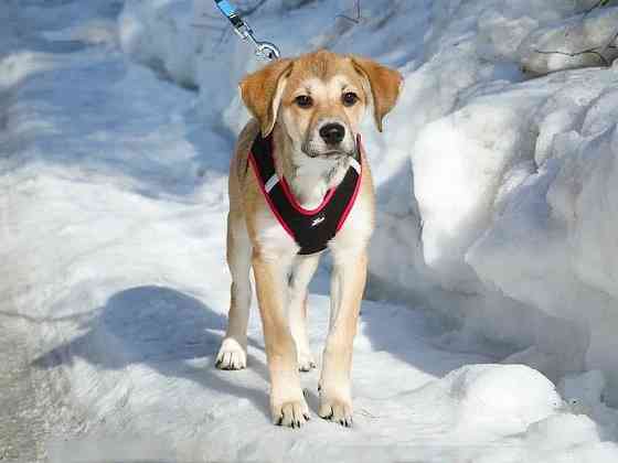 Ласковая и нежная девочка-щенок Лилу ищет дом Москва