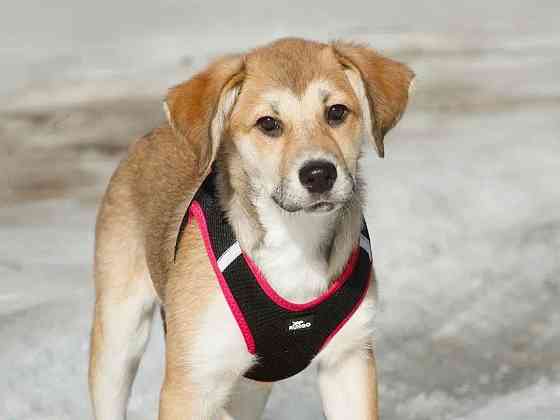 Ласковая и нежная девочка-щенок Лилу ищет дом Москва