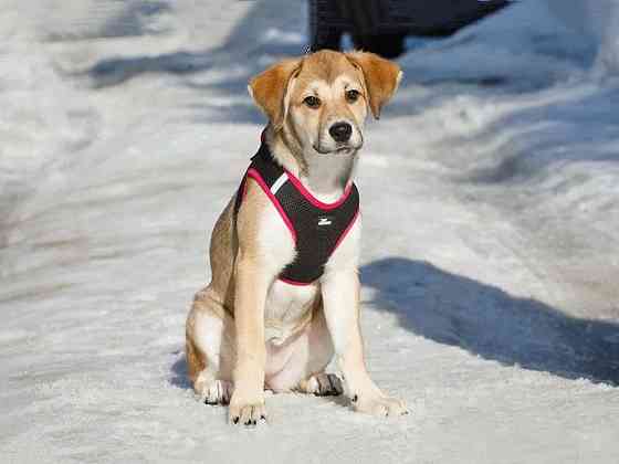 Ласковая и нежная девочка-щенок Лилу ищет дом Москва