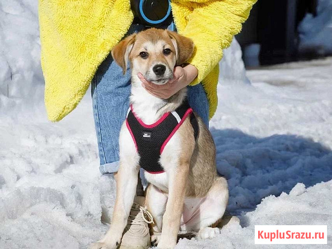 Ласковая и нежная девочка-щенок Лилу ищет дом Москва - изображение 1