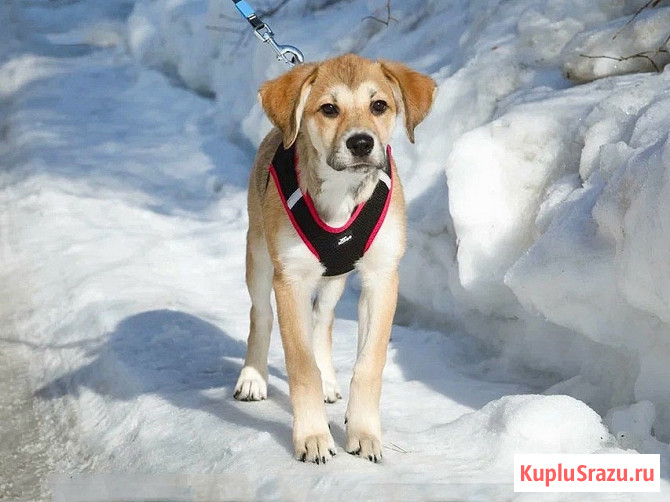 Ласковая и нежная девочка-щенок Лилу ищет дом Москва - изображение 3