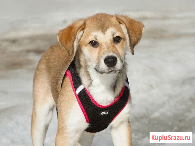 Ласковая и нежная девочка-щенок Лилу ищет дом Москва - изображение 2