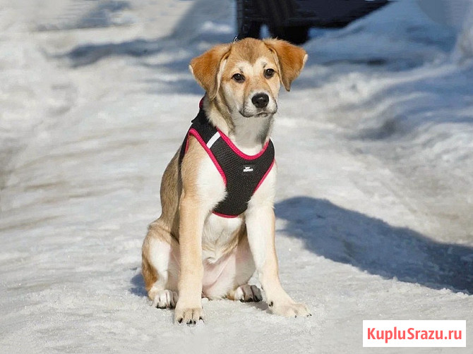 Ласковая и нежная девочка-щенок Лилу ищет дом Москва - изображение 4