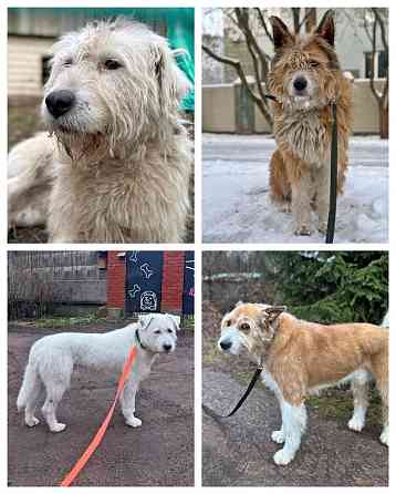 Беляш и Рыжуля, два невероятных пса, очень ждут свой дом и человека Санкт-Петербург