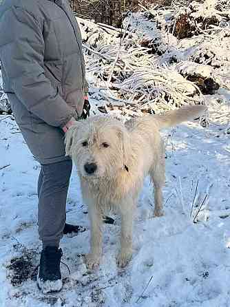 Беляш и Рыжуля, два невероятных пса, очень ждут свой дом и человека Санкт-Петербург