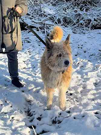 Беляш и Рыжуля, два невероятных пса, очень ждут свой дом и человека Санкт-Петербург