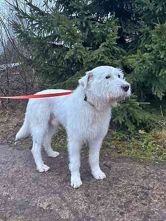 Беляш и Рыжуля, два невероятных пса, очень ждут свой дом и человека Санкт-Петербург