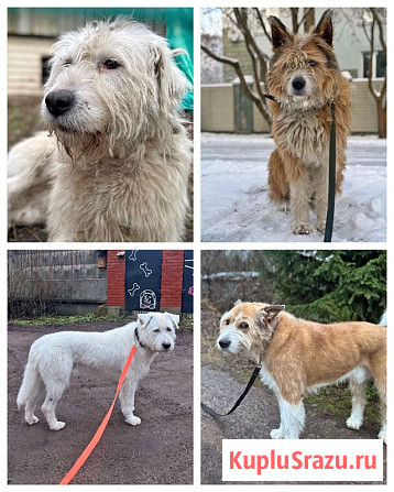 Беляш и Рыжуля, два невероятных пса, очень ждут свой дом и человека Санкт-Петербург - изображение 1