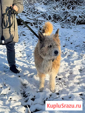 Беляш и Рыжуля, два невероятных пса, очень ждут свой дом и человека Санкт-Петербург - изображение 3