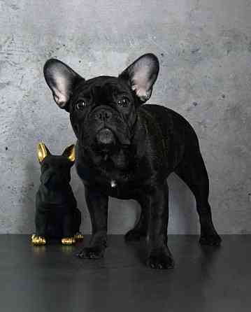 Щенки французского бульдога от питомника ORHIDE D'ORE (FCI) Санкт-Петербург