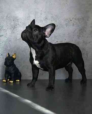Щенки французского бульдога от питомника ORHIDE D'ORE (FCI) Санкт-Петербург