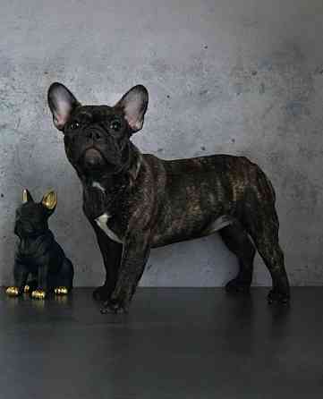 Щенки французского бульдога от питомника ORHIDE D'ORE (FCI) Санкт-Петербург
