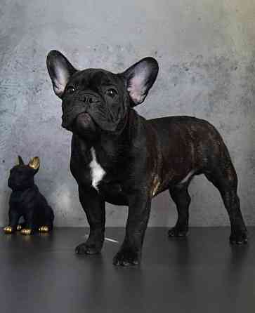 Щенки французского бульдога от питомника ORHIDE D'ORE (FCI) Санкт-Петербург