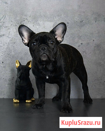 Щенки французского бульдога от питомника ORHIDE D'ORE (FCI) Санкт-Петербург - изображение 4