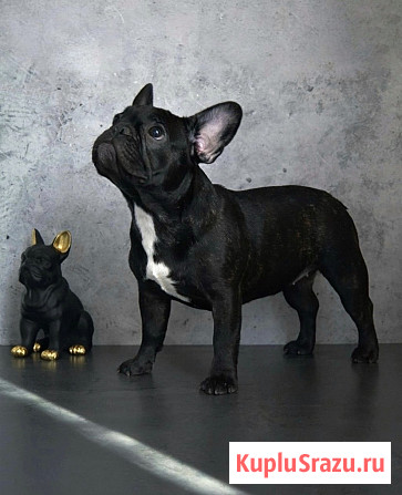 Щенки французского бульдога от питомника ORHIDE D'ORE (FCI) Санкт-Петербург - изображение 3