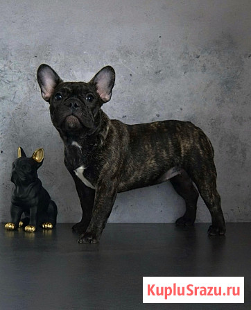 Щенки французского бульдога от питомника ORHIDE D'ORE (FCI) Санкт-Петербург - изображение 2