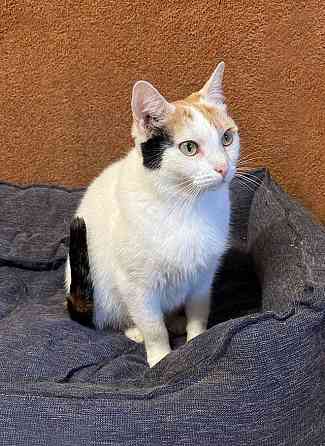 Ласковая и нежная кошечка Снежинка ищет дом Москва