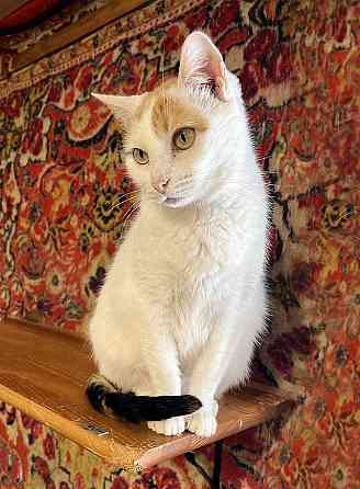 Ласковая и нежная кошечка Снежинка ищет дом Москва