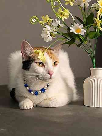 Ласковая и нежная кошечка Снежинка ищет дом Москва