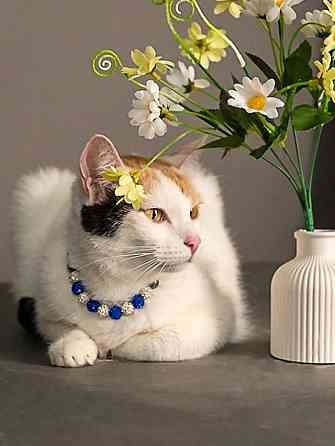 Ласковая и нежная кошечка Снежинка ищет дом Москва