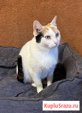 Ласковая и нежная кошечка Снежинка ищет дом Москва - изображение 1
